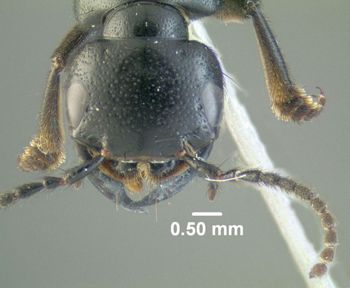 Media type: image;   Entomology 601863 Aspect: head frontal view